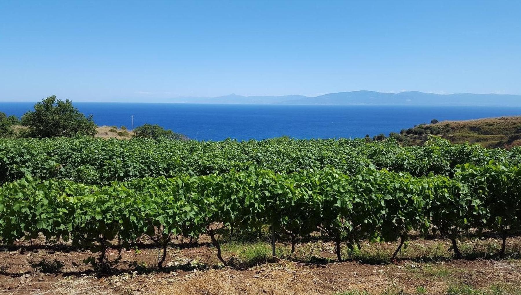 Magliocco e Zibibbo: l'orgoglio dei vini calabresi