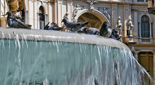 Piccioni, i veri padroni dell'afa: non sudano e resistono a 60 gradi. La sinistra li vuole eliminare?